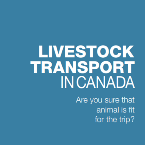 livestocktransport